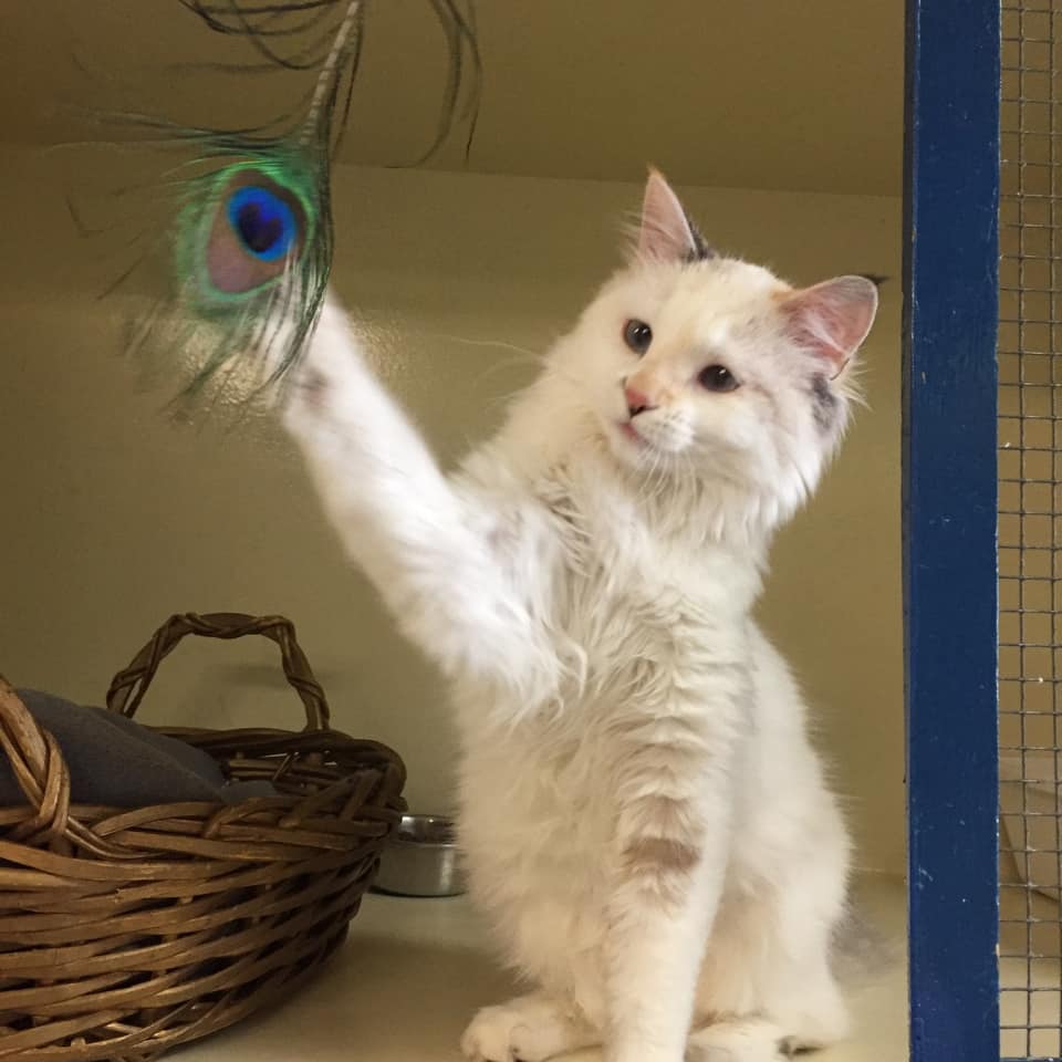 Cat Boarding in Orange County CA | Cats-Only Hotel | Cats Luv Us