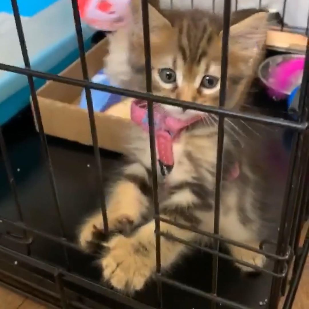 Cat grooming at Cats Luv Us
