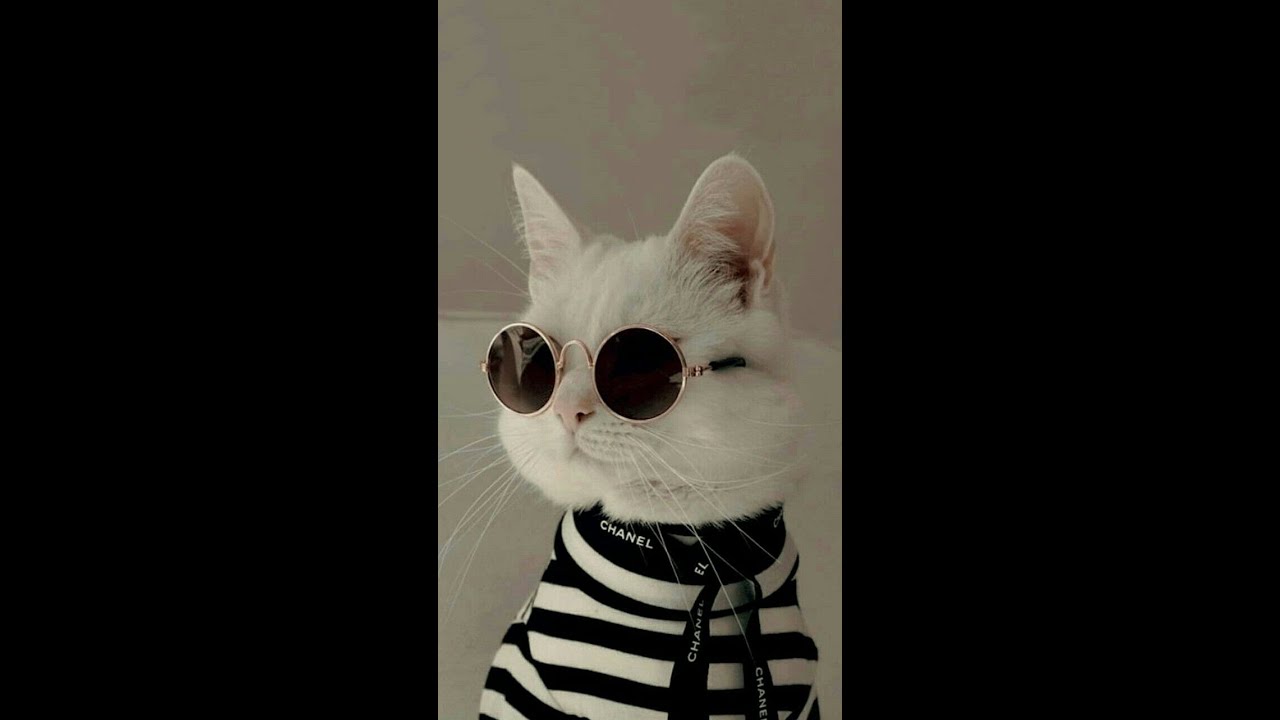 Cats appreciate at Cats Luv Us