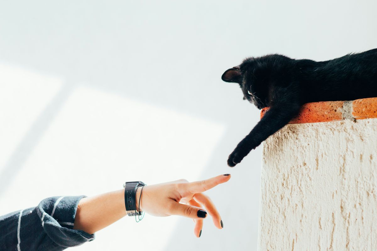 Teaching Your Cat to High-Five: A Fun Training Guide