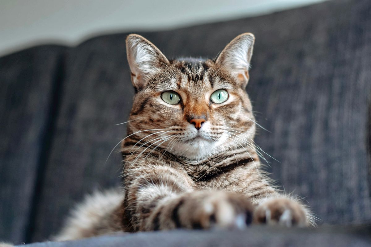 Why Does My Cat Lick Windows and Screens? Unraveling the Mystery