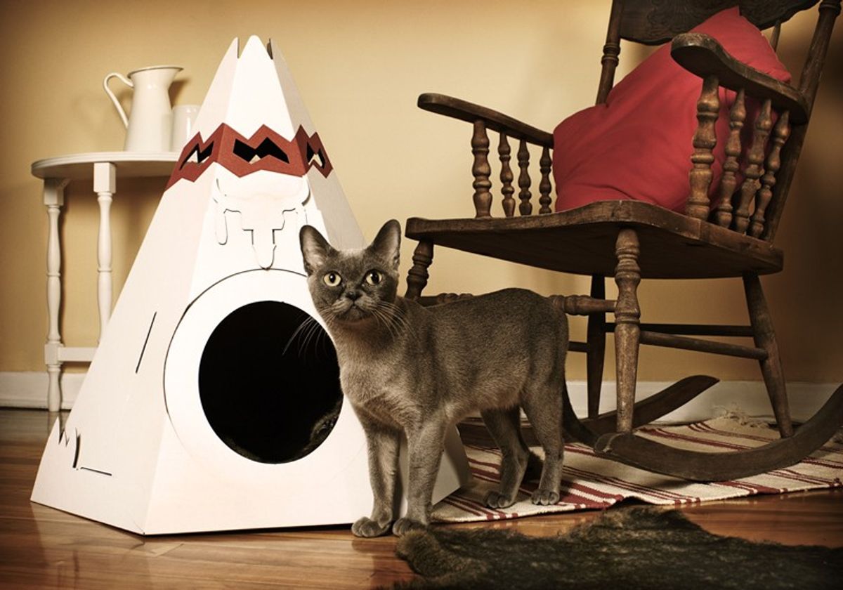 Comfort and Care at Nearby Cat Kennels for Boarding