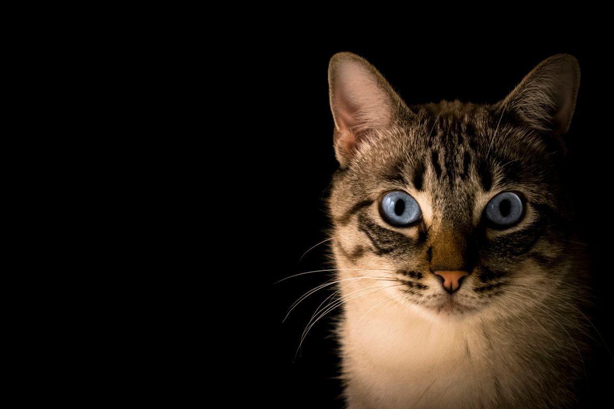 Decoding Cat Farts: Why Your Cat Might Be Passing Gas