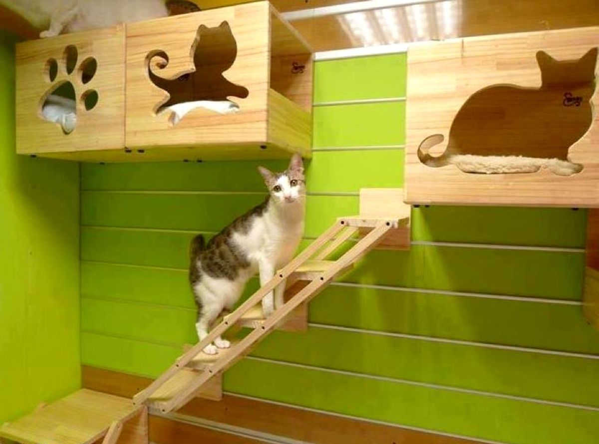 5 Tips for Choosing the Purrfect Cat Boarding Service
