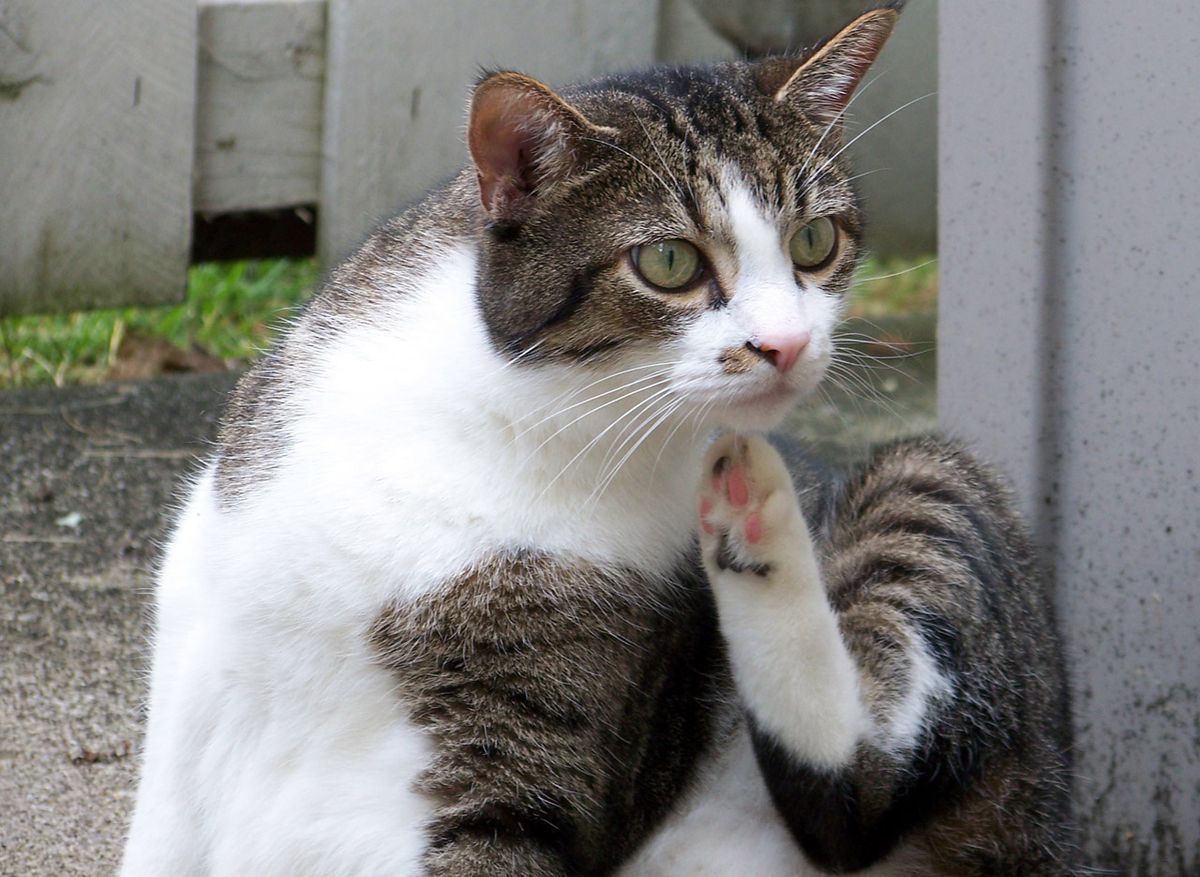 Reasons Why Cats' Poop Is Watery: Health Insights