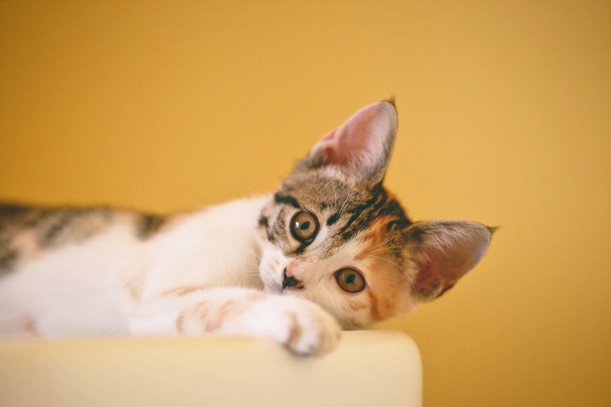 Caring for a Tortoiseshell Cat: Tips and Tricks