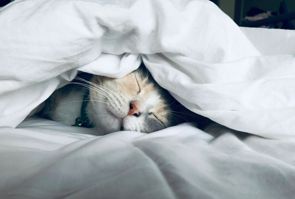Cat Eye Discharge: Causes and When to Worry