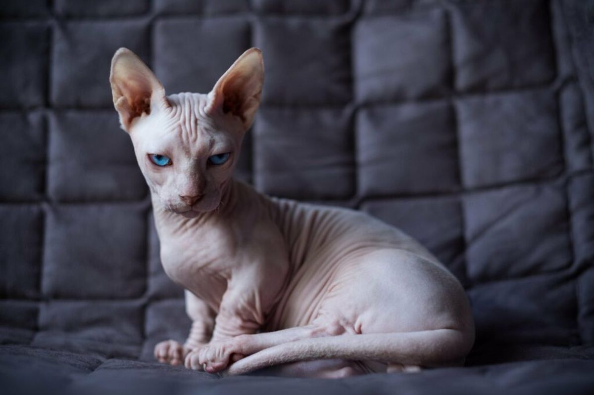 Indulge Your Feline Friend: Top Luxury Cat Boarding Services Nearby
