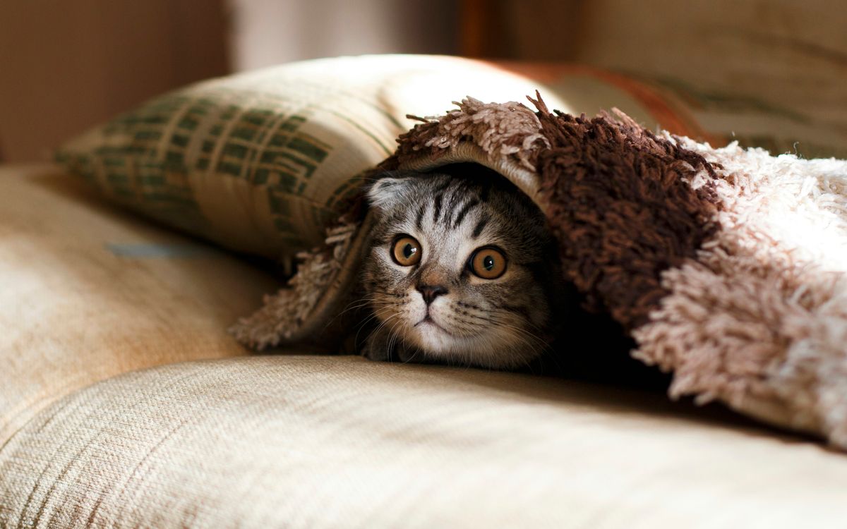 The Spaying Process: What to Expect and Recovery Tips