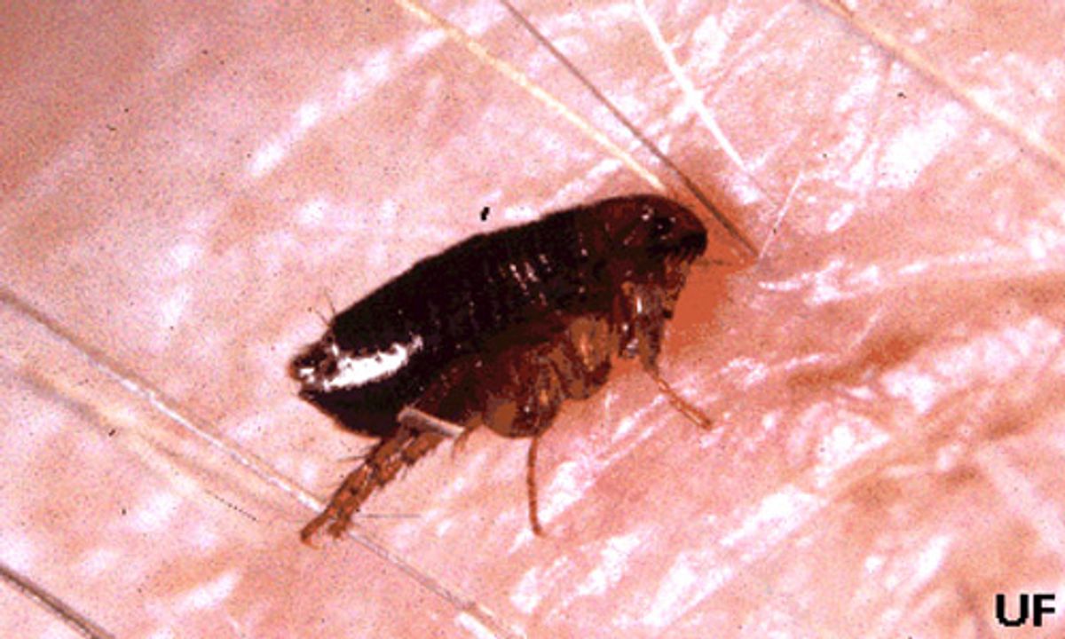 Is It True That All Stray Cats Have Fleas? Debunking Myths