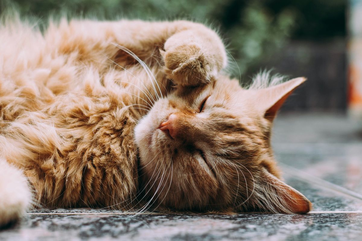 Does Your Cat Crave Screen Time? Understanding Their Digital Behavior