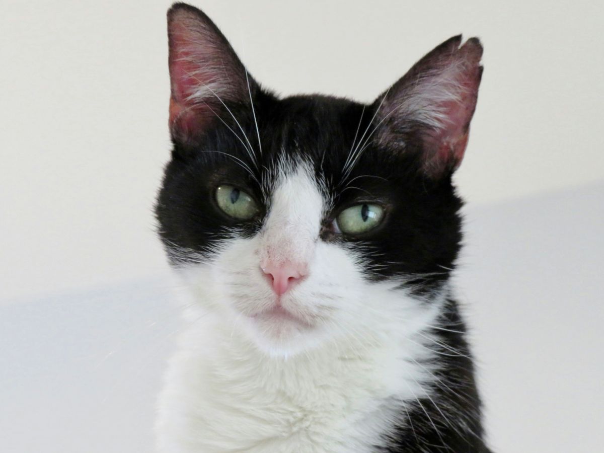 Creating a living space that caters to Cats