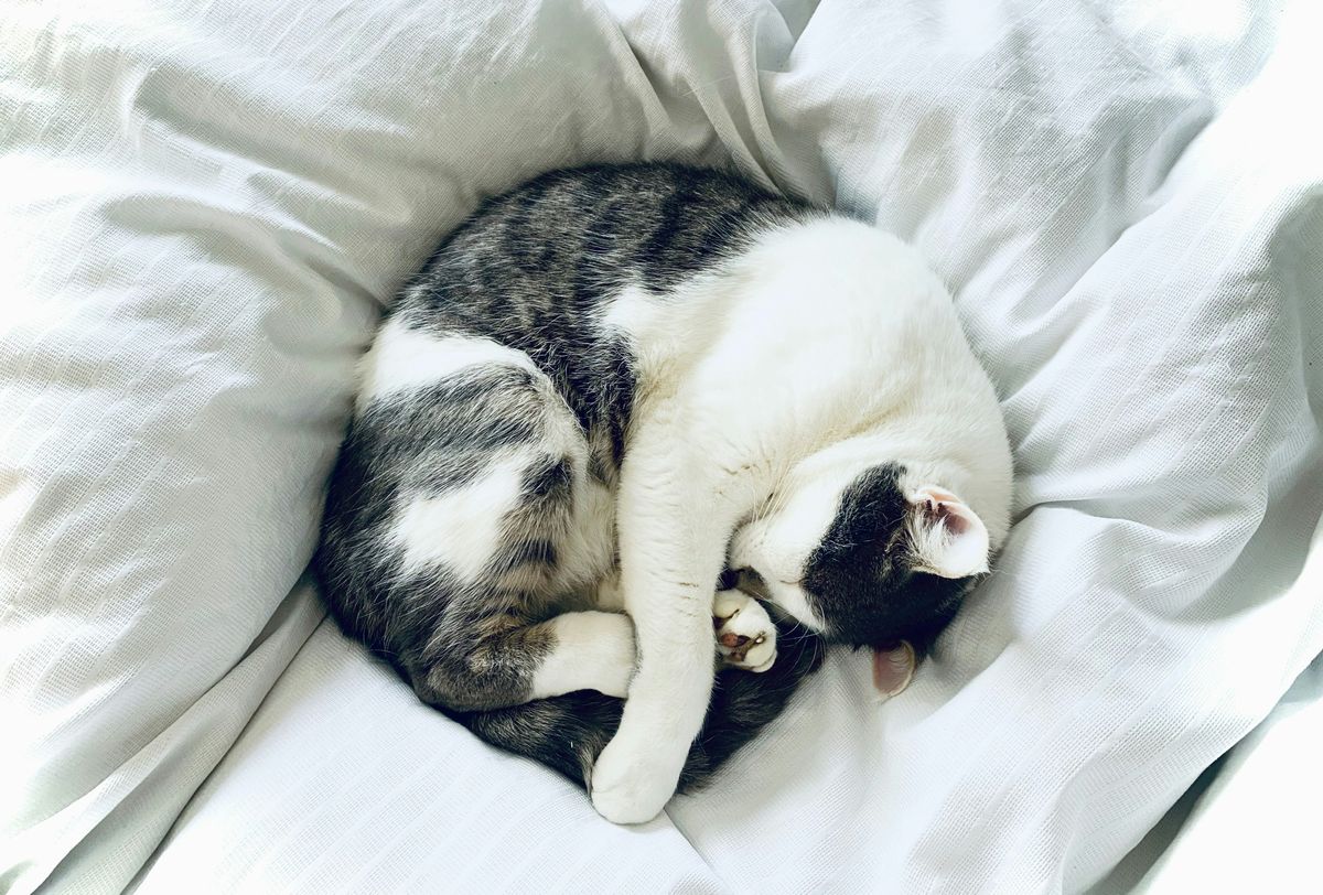 Do Cats Enjoy Pillows? Understanding Their Comfort Preferences