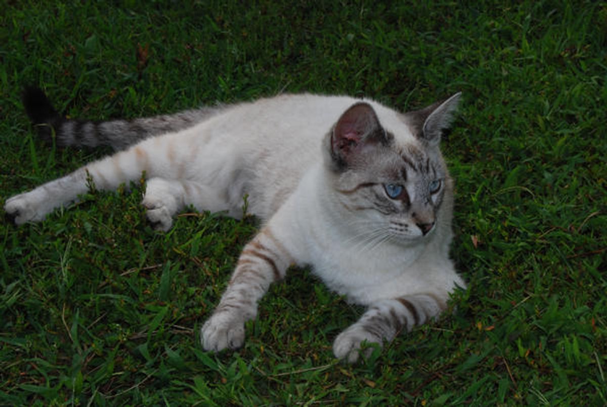 Do Siamese Cats All Have Blue Eyes? Unveiling the Myth