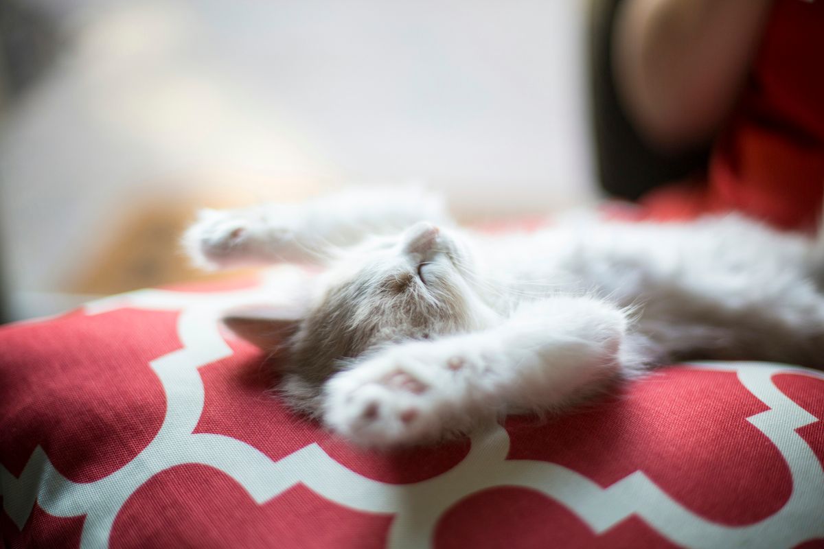 Choosing a Kitten: Factors to Consider When Adopting a New Feline Friend