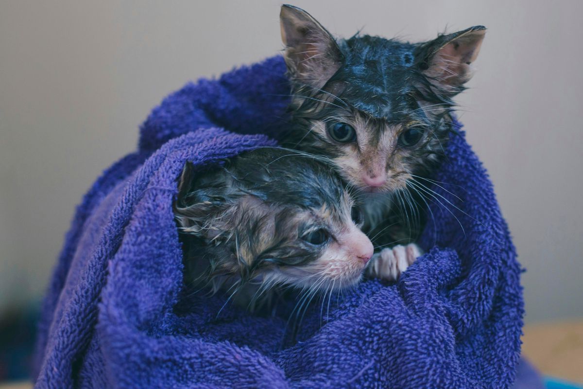 Understanding the Basics of Cat Ear & Eye Care: Tips for Healthy Pets