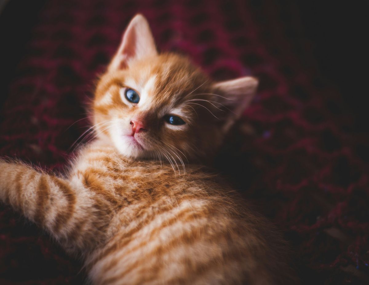 What Kind of Cat Is Thomas O'Malley? Unraveling the Mystery
