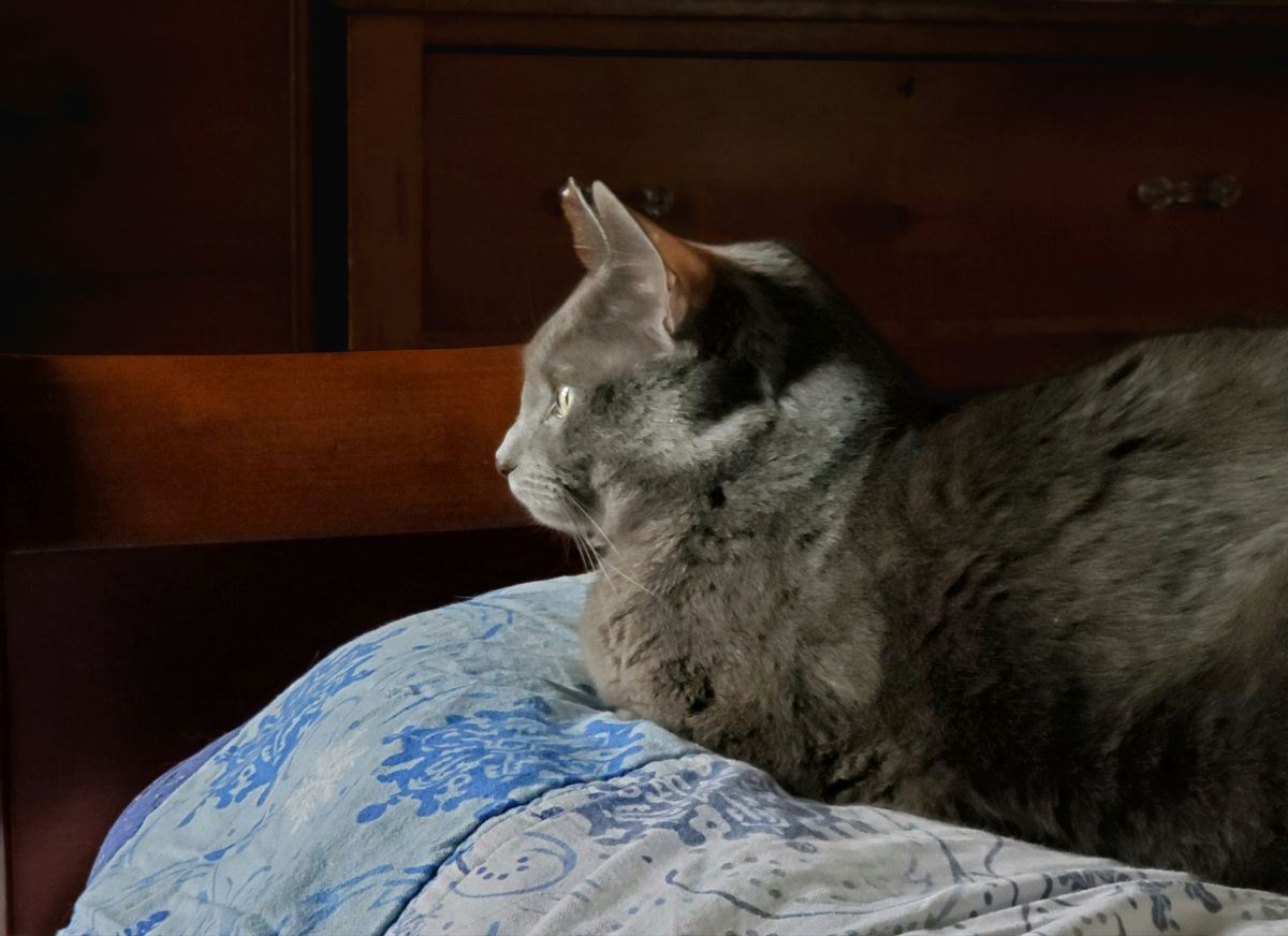 10 Effective Calming Aids for Alleviating Anxiety in Cats