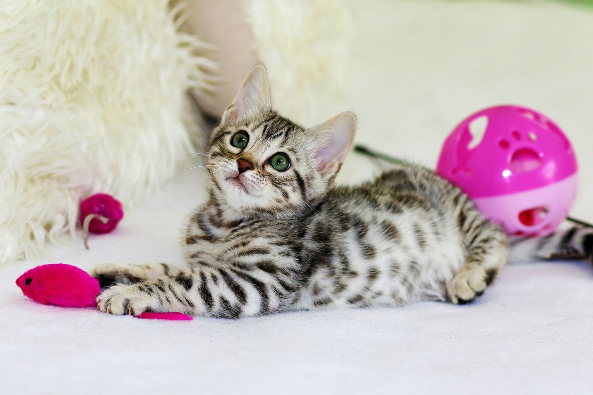 KitNipBox Review: A Subscription Box for Cats