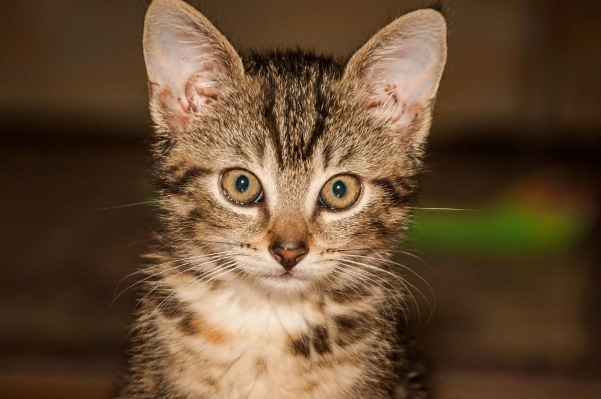 Finding the Best Kitten Kennel in Your Vicinity