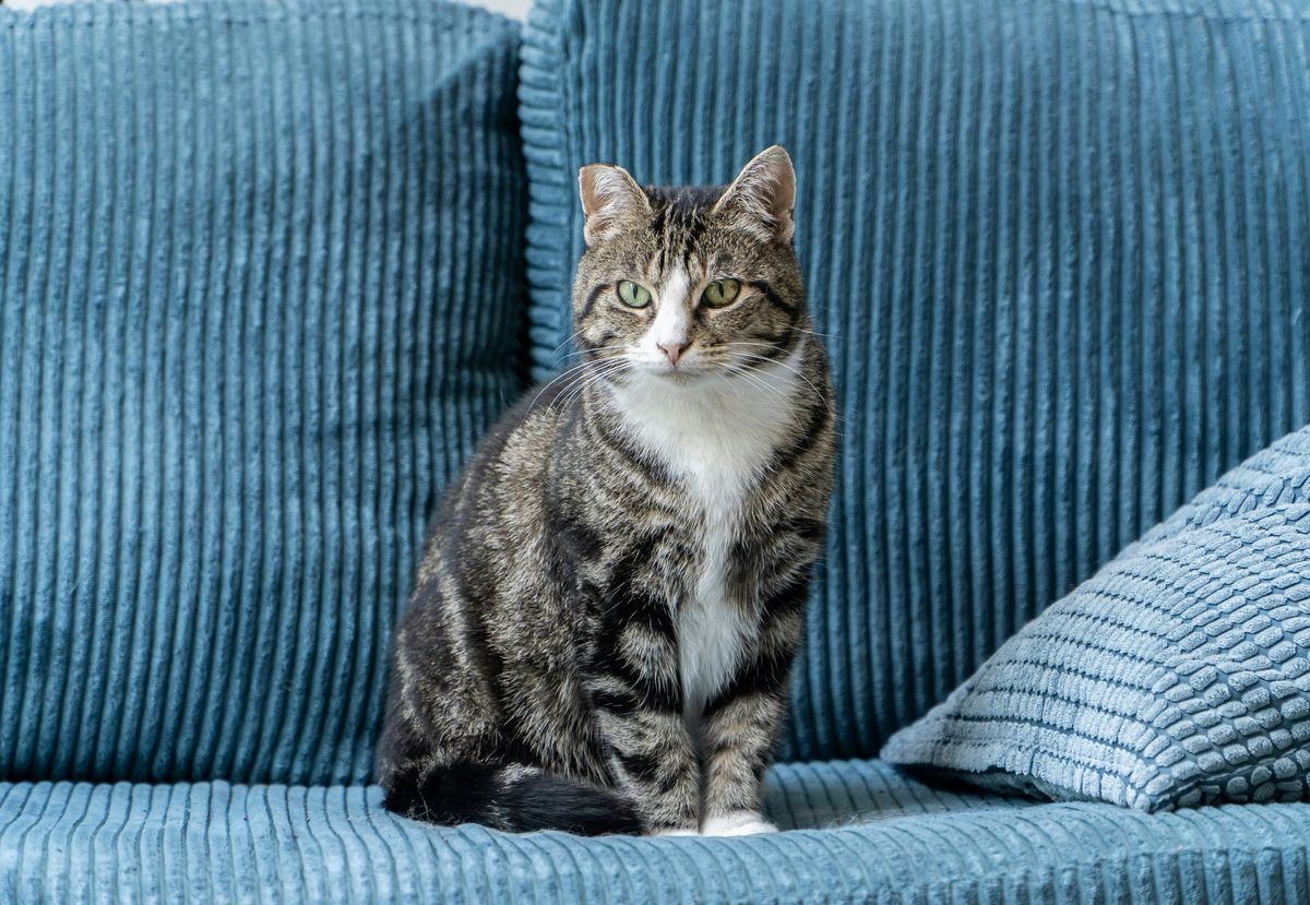 Are Cat Owners Liable for Damage or Injury