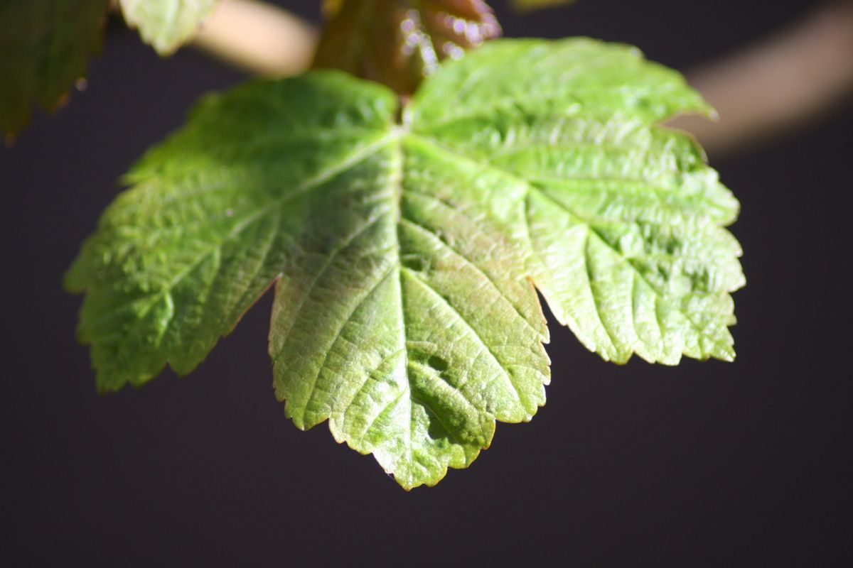 Outdoor Plants That Are Poisonous to Cats: A Safety Guide