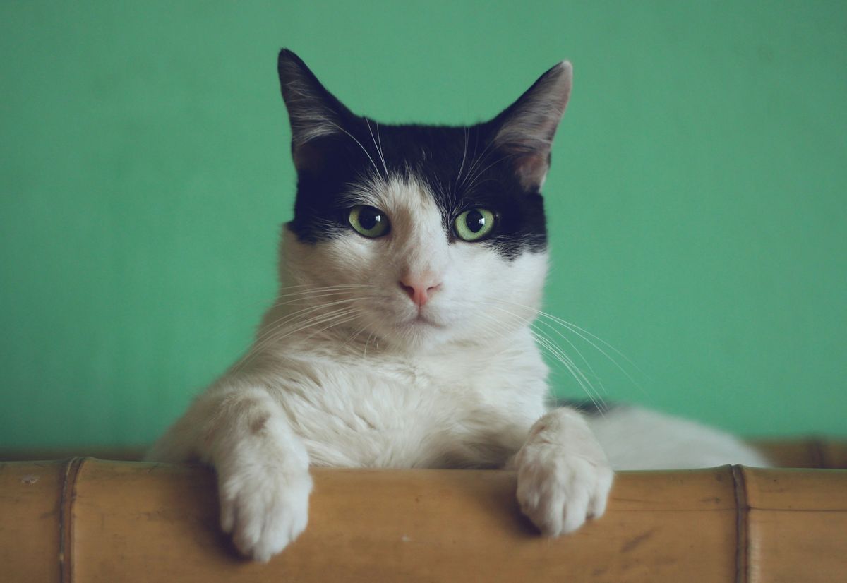 The Pooping Pause: How Long Can Cats Go Without Pooping?