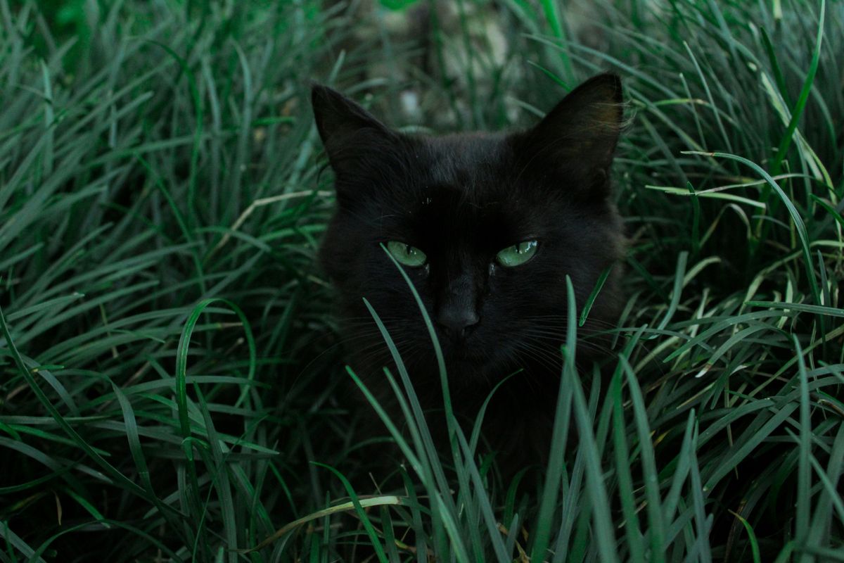 The Bite Bond: Why Cats Bite Each Other's Necks