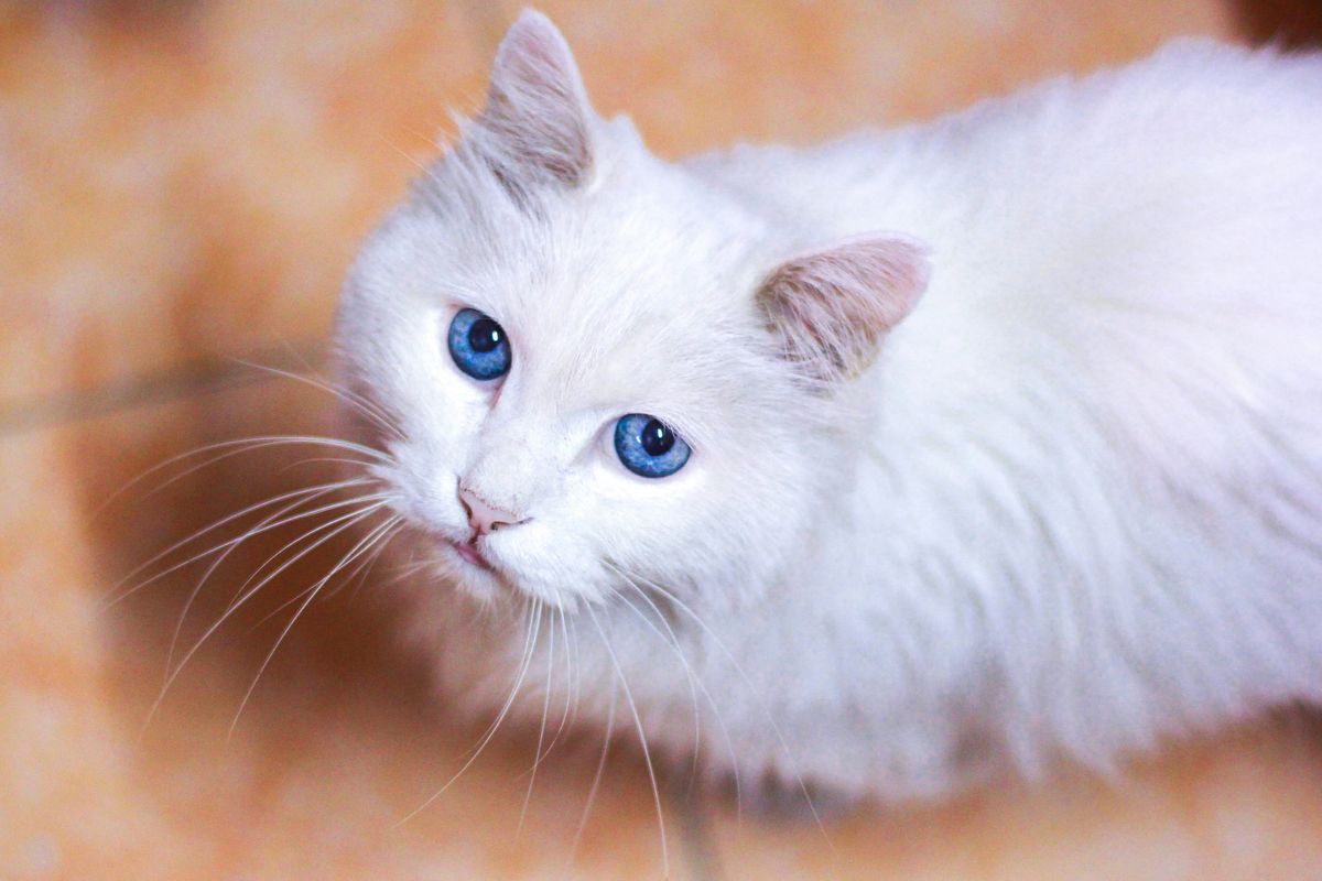Siamese Sensitivities: Are They Hypoallergenic?