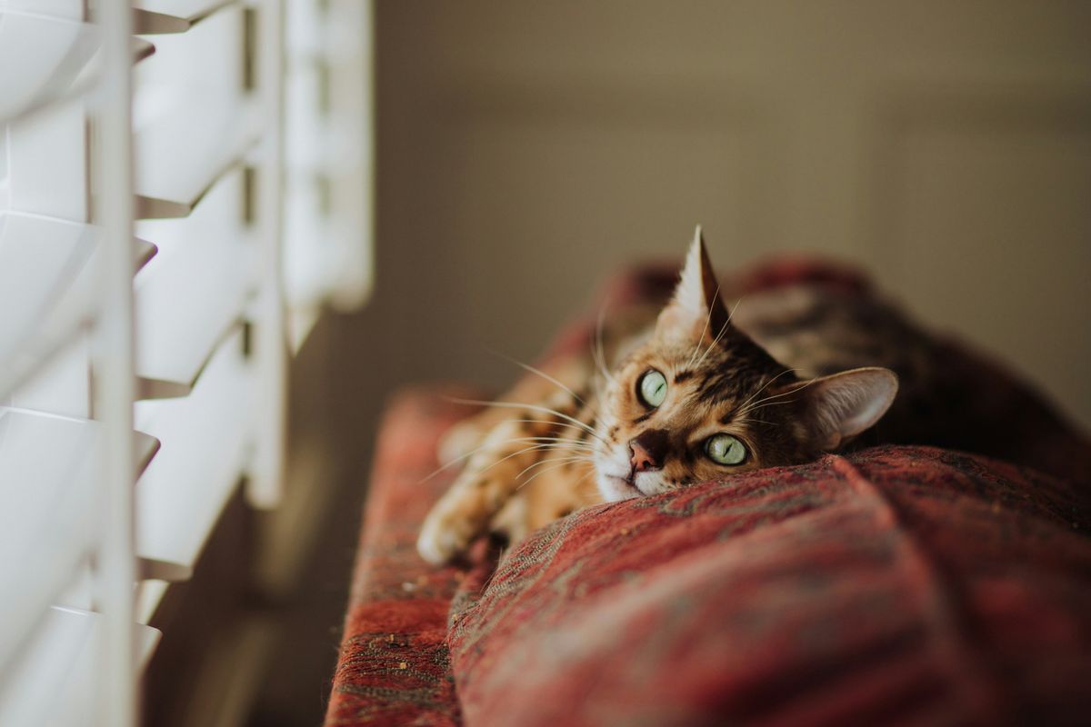 Names for a Blind Cat: Finding the Perfect Moniker