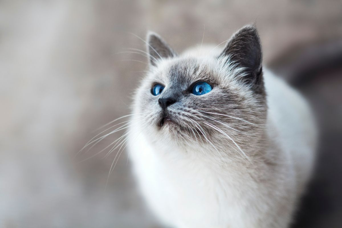 Cooking for Your Cat: How to Prepare Chicken Safely