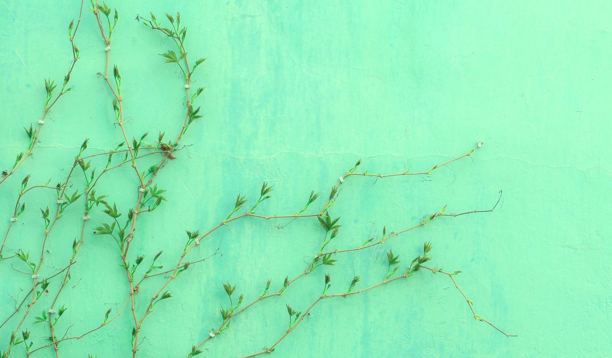 Nature-Inspired Names: A Fresh Take for Your Cat