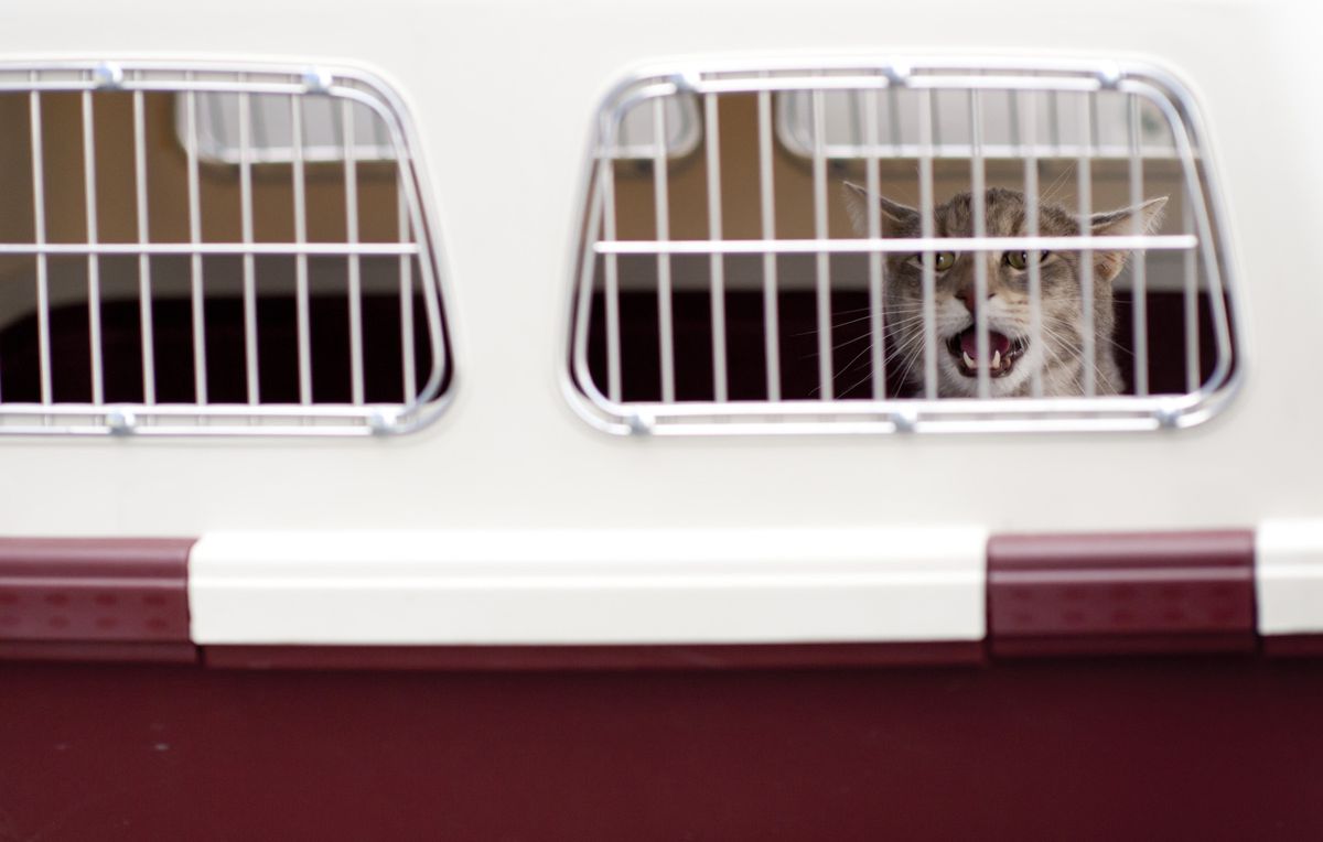 Finding the Best Cat Boarders in Your Local Area