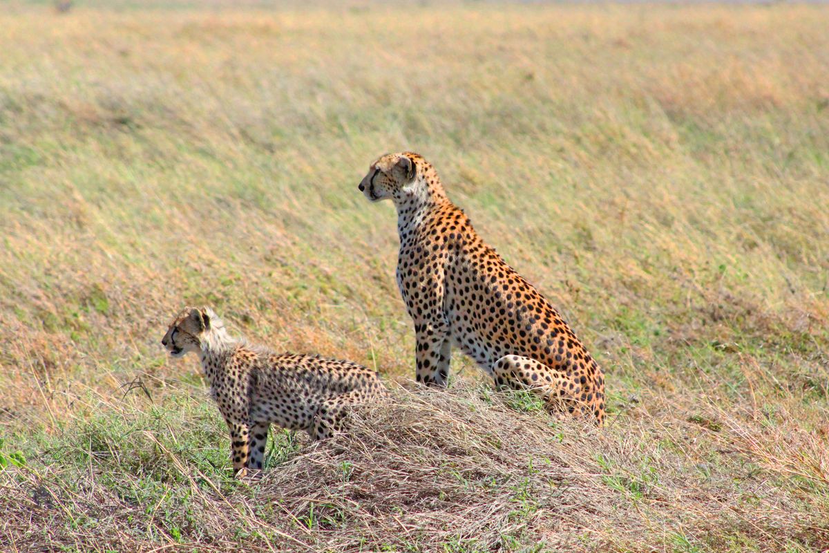 Environmental Impact: Are Cats Bad for the Ecosystem?