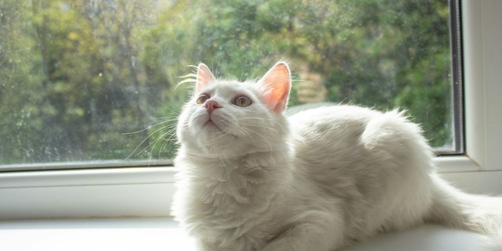 Why Is My Cat Shaking When It Purrs? Exploring Feline Behavior
