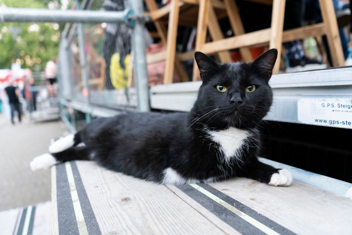 Fat or Pregnant? Signs to Differentiate in Cats
