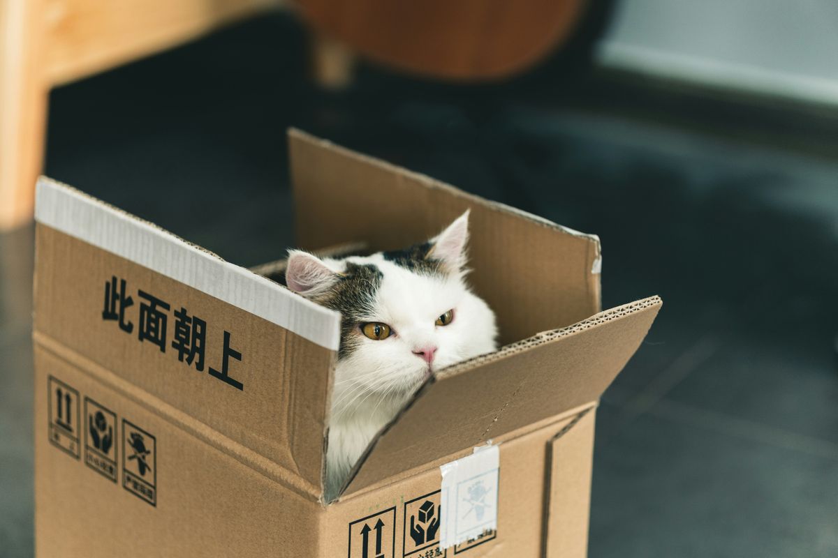 Do Cats Eat Their Own Poop? Debunking Myths