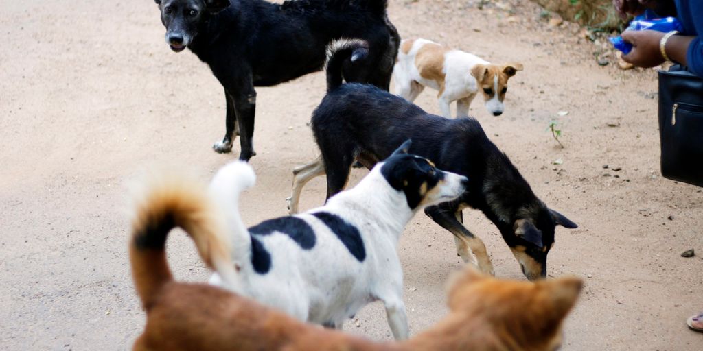 black and white short coated dogs