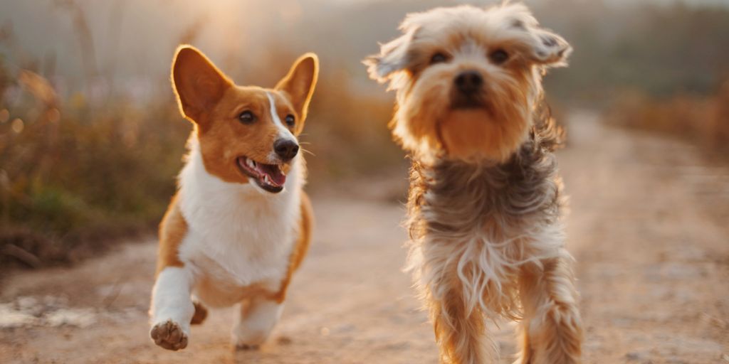 Can Cats Eat Beggin' Strips? Assessing the Safety of Dog Treats for Felines