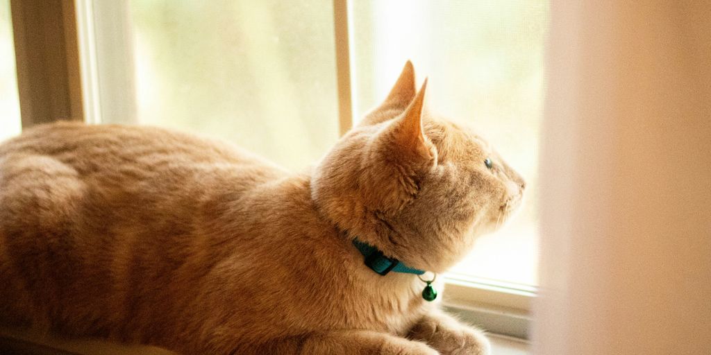 orange tabby cat