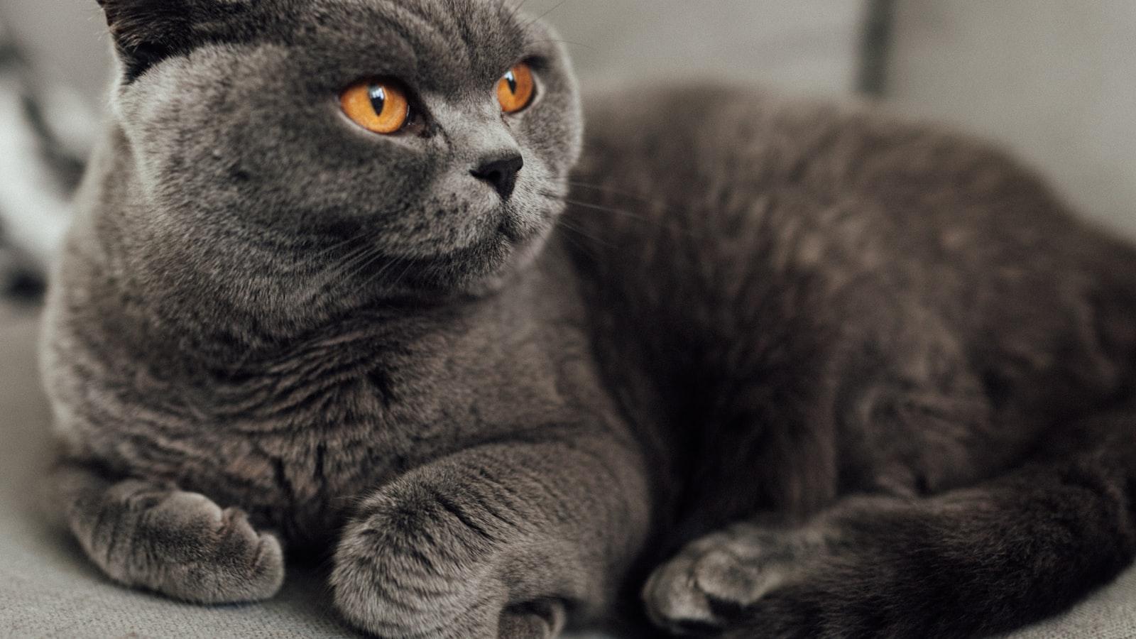 Hone's Feline Adoration: A Modern-Day Cat Lover's Tale
