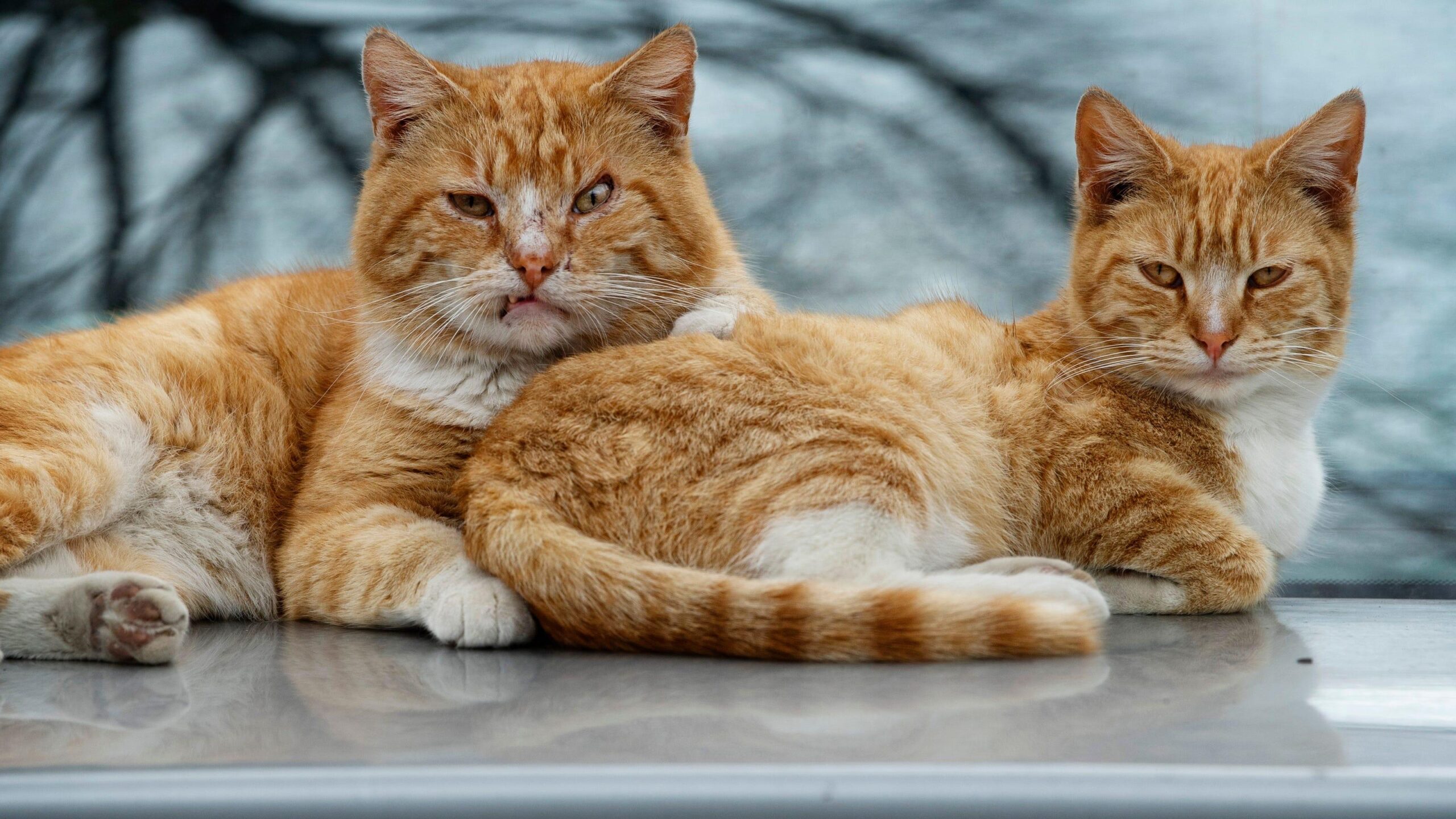 Why choose cat as home pet in American?