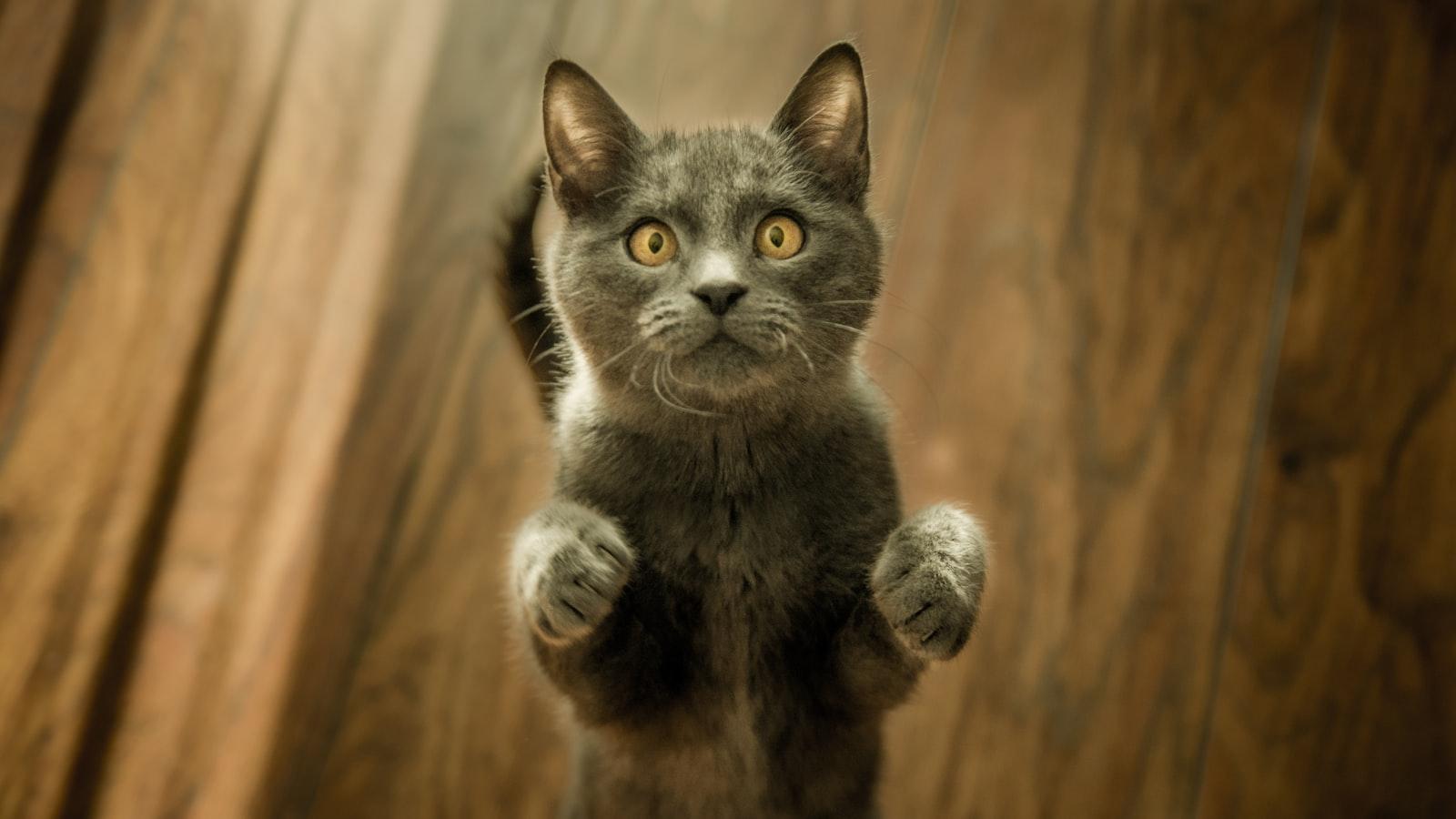 What are the cats basic needs?