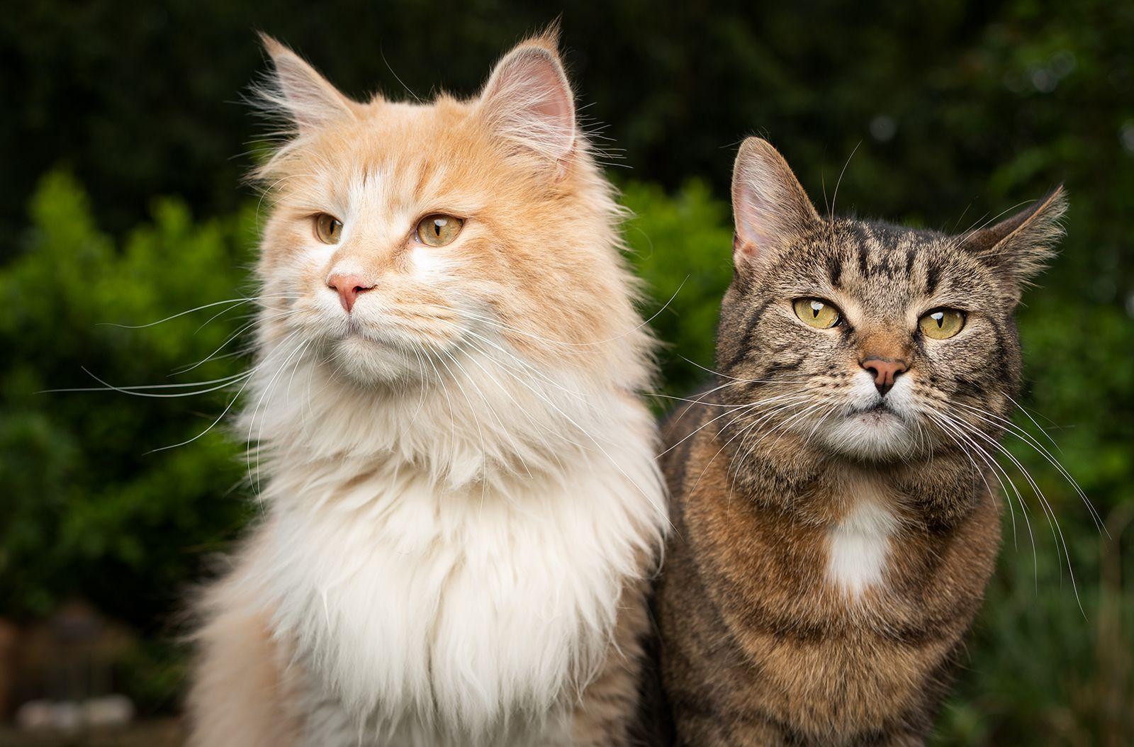Cats are nature best creation for human love