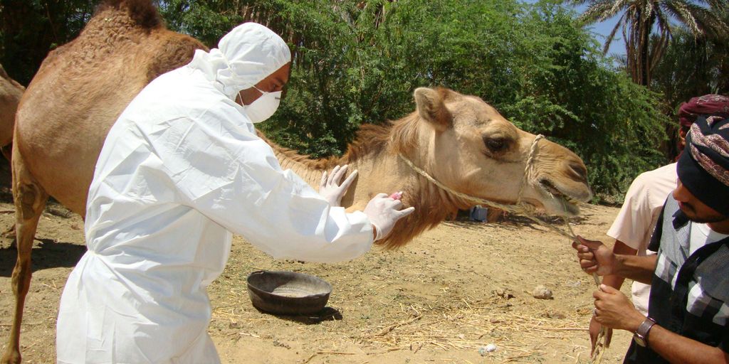 man in white long sleeve shirt riding brown camel during daytime