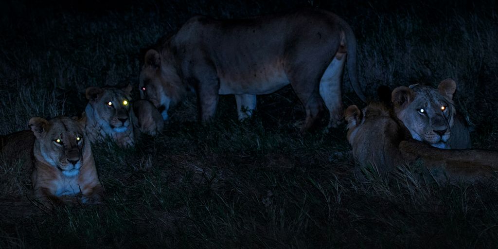 herd of brown lioness