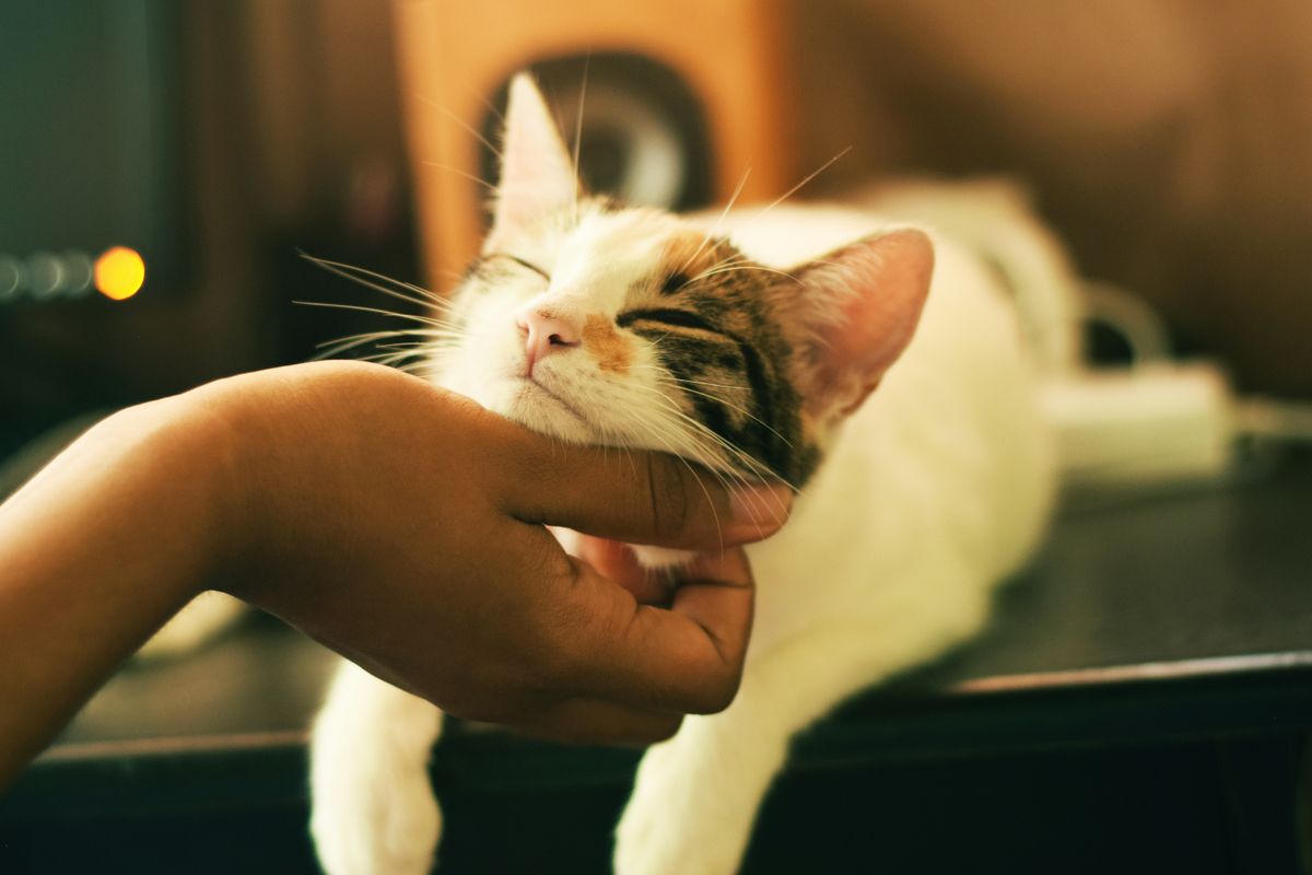 Brushing Reluctant Cats: Tips for Grooming Your Cat Who Doesn't Like Brushing