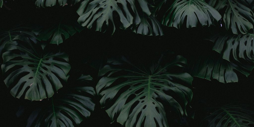 green leaf plants