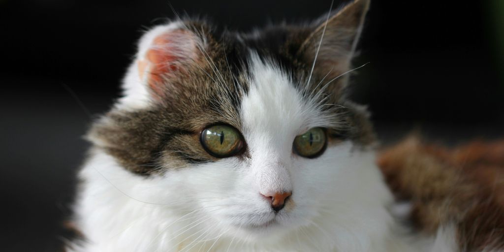 a close up of a cat with green eyes