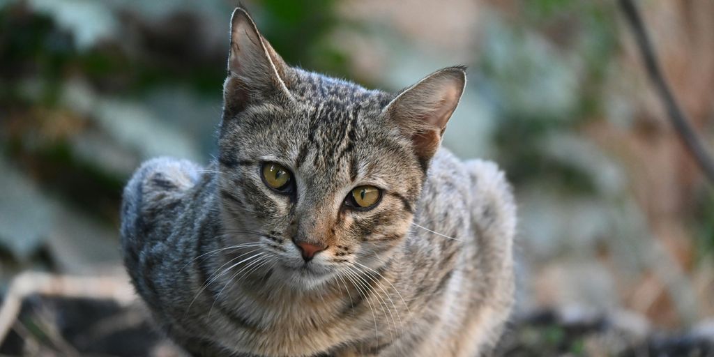 The Mystery Behind Cat's Eyes: How They See the World